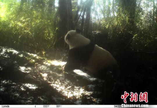 卧龙自然保护区：4月3次拍到野生大熊猫“圈地恋爱”