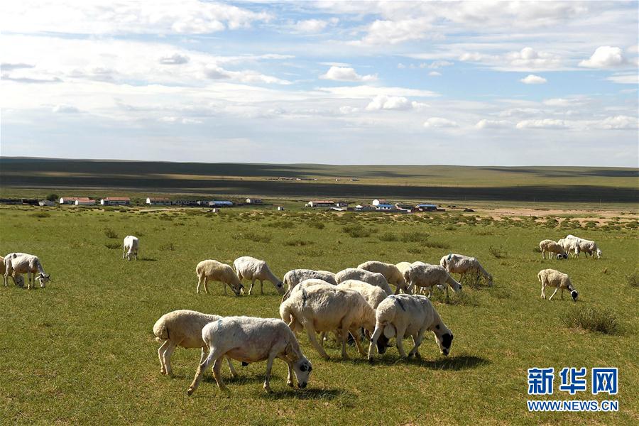 （守望相助70载·壮美亮丽内蒙古）（4）内蒙古优质牛羊肉走上越来越多国人的餐桌