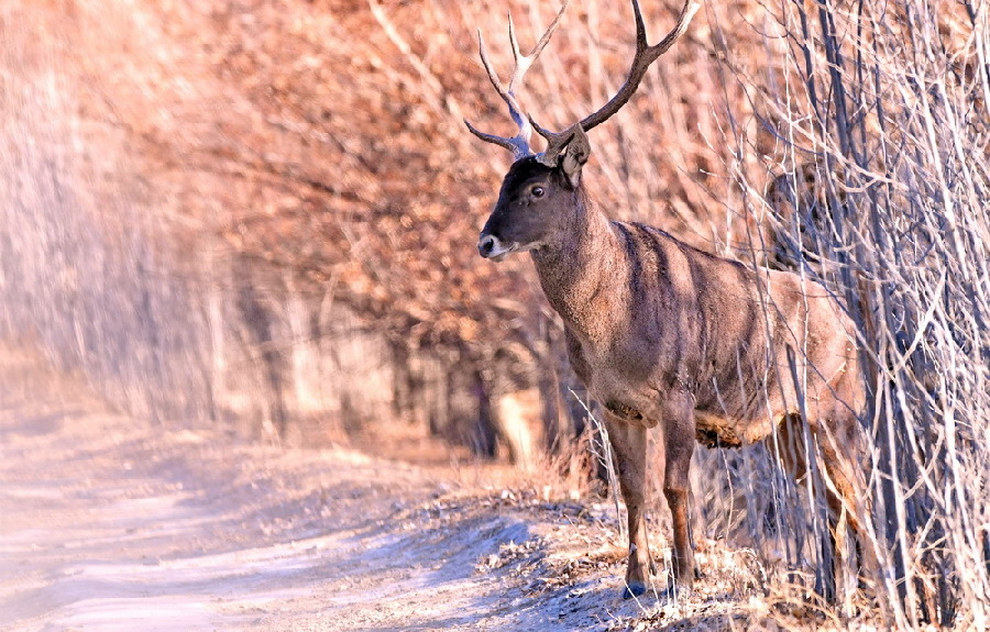 这是1月7日在泽当社区万亩人工林里拍摄的马鹿。