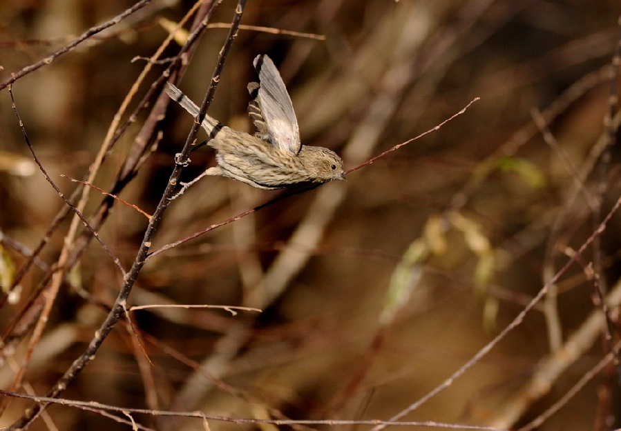这是1月6日在泽当社区万亩人工林里拍摄的鸟类。