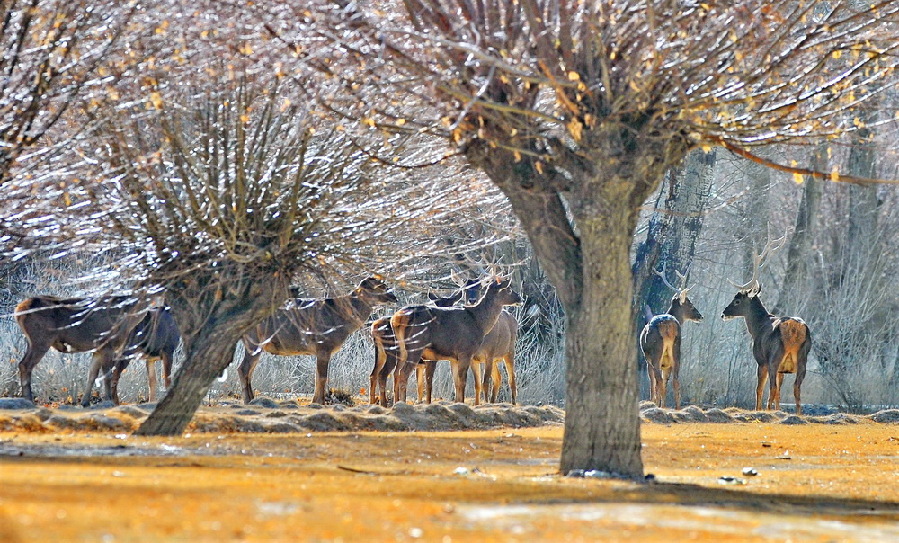 这是1月6日在泽当社区万亩人工林里拍摄的马鹿。