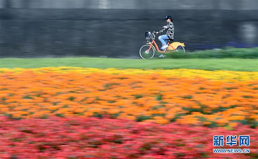 （社会）（1）台北河滨公园花团锦簇