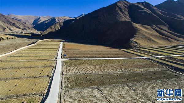 （环境）（1）西藏：持续推进治沙造林工作 筑牢生态安全屏障