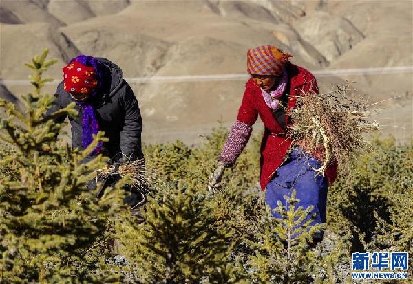 （环境）（2）西藏：持续推进治沙造林工作 筑牢生态安全屏障