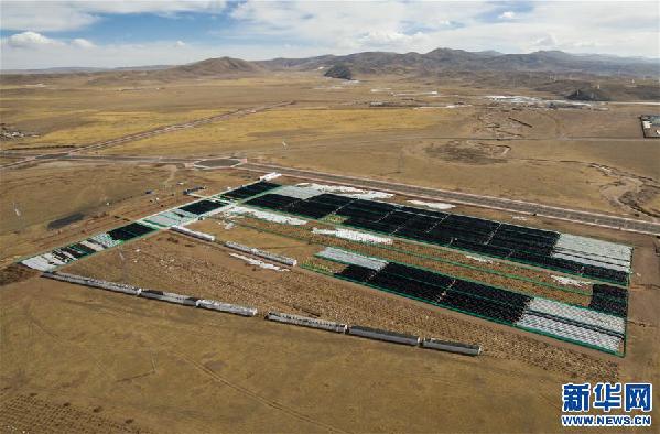 （环境）（3）西藏：持续推进治沙造林工作 筑牢生态安全屏障