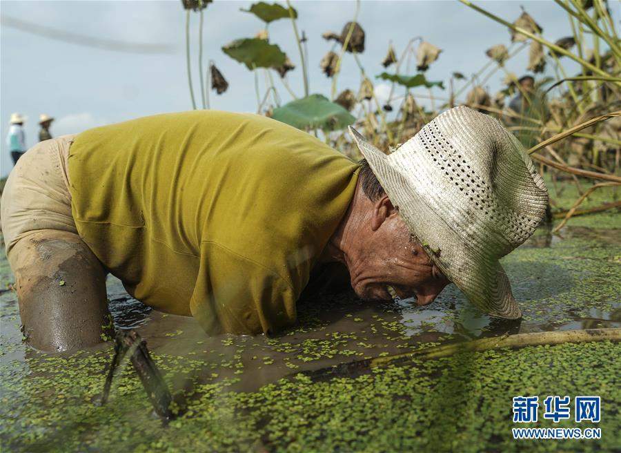 （丰收的味道·图文互动）（1）泥水和汗水中的丰收——来自江汉平原挖藕现场的报道