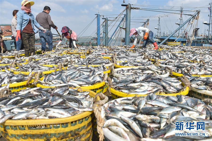 （经济）（1）国庆渔港收获忙