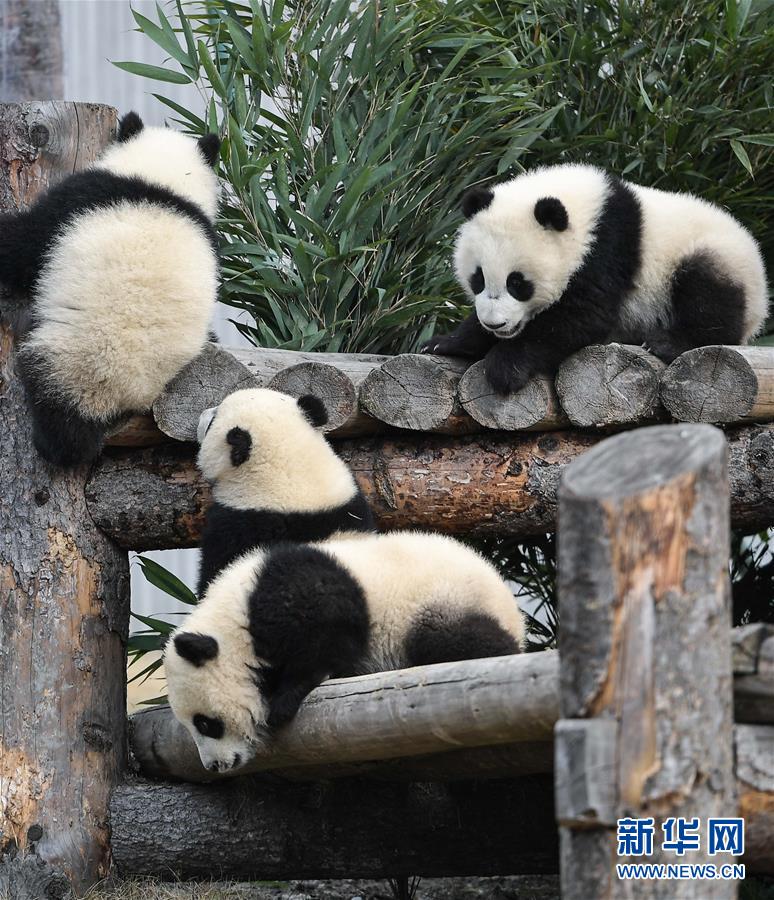 （图文互动）（5）国家林业和草原局发布最新圈养大熊猫数据