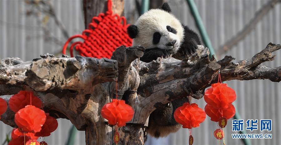 （图文互动）（8）国家林业和草原局发布最新圈养大熊猫数据