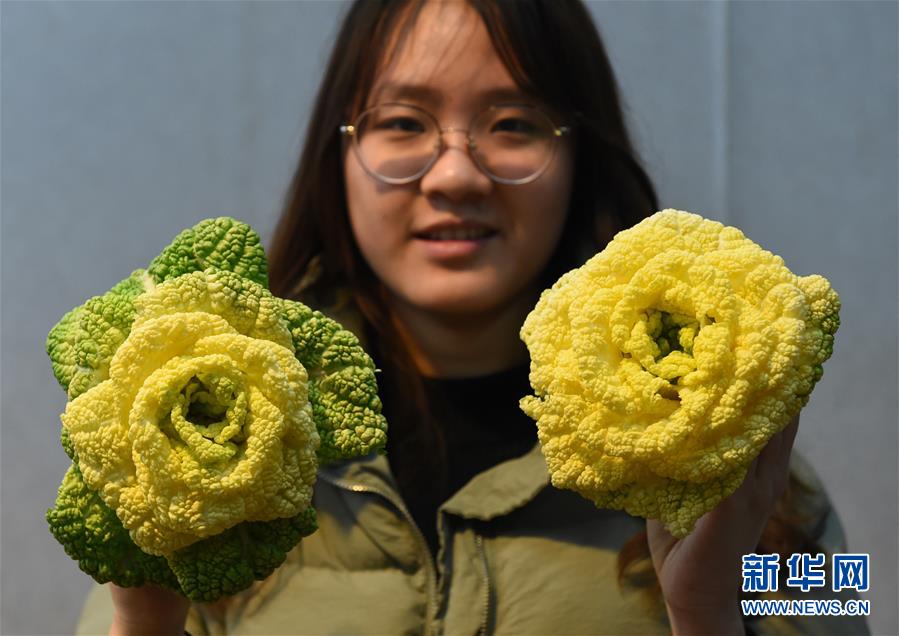 （社会）（1）南京：“玫瑰白菜”面市