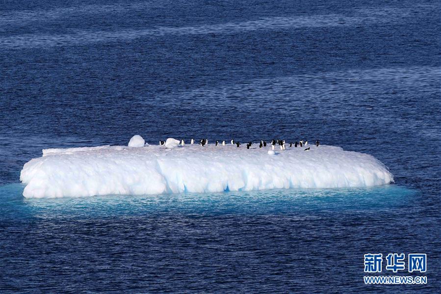 （第35次南极科考·图文互动）（9）特写：南极西冰架的冰山与动物世界 