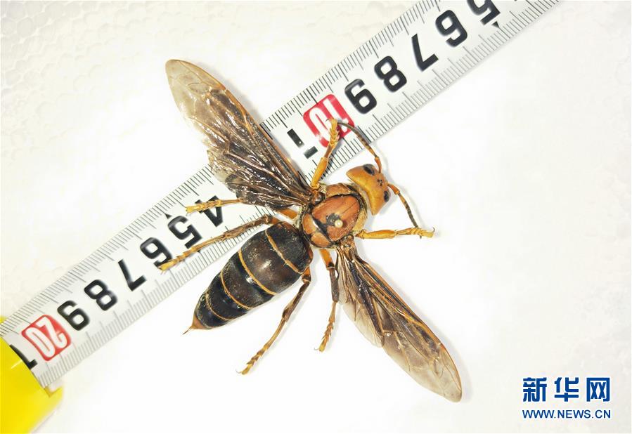 （图文互动）（1）昆虫专家在云南发现体长超过6厘米的超级大黄蜂