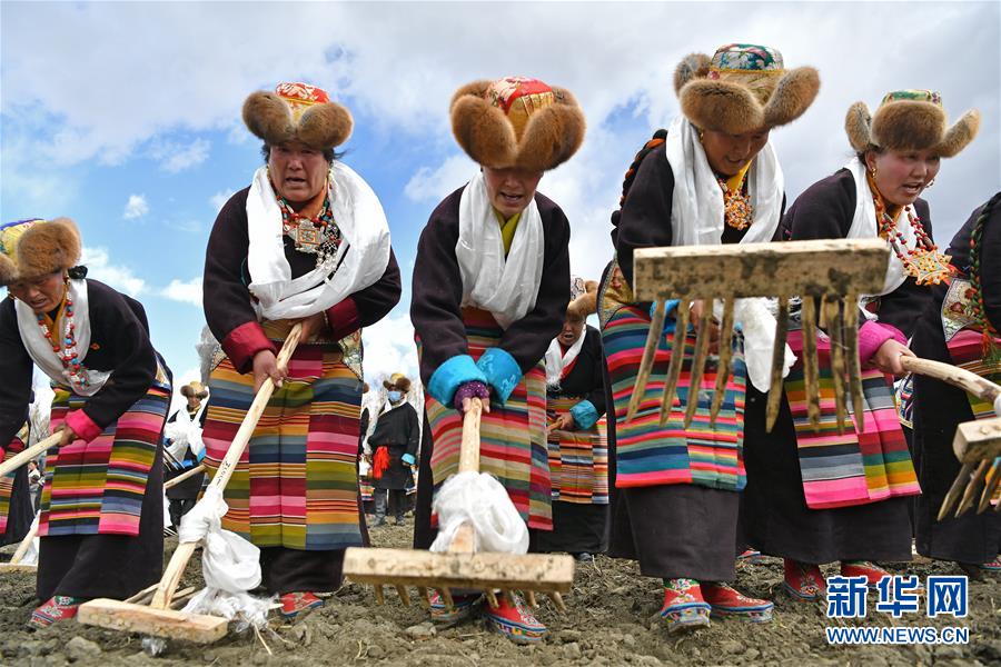 （社会）（5）西藏：载歌载舞迎开耕
