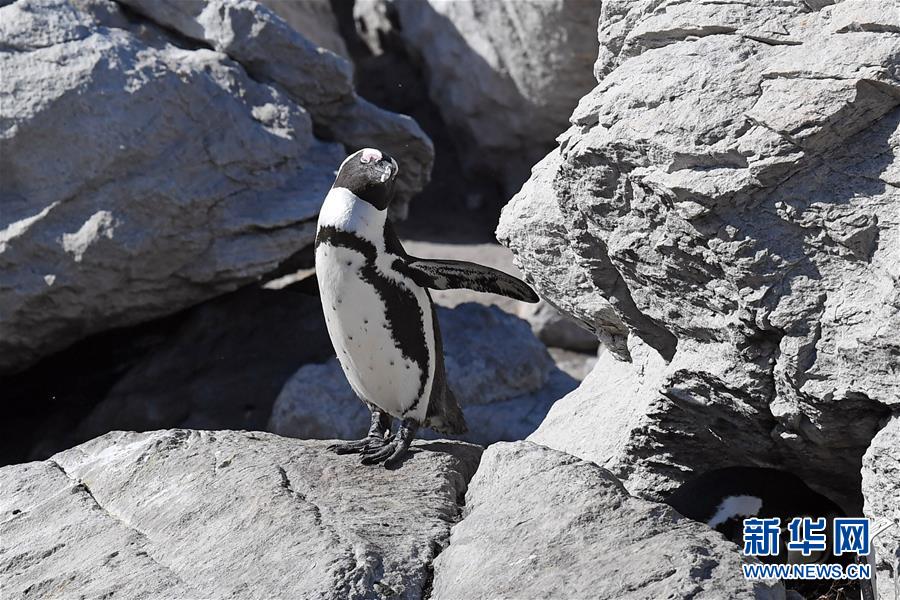（国际）（1）走进南非贝蒂湾非洲企鹅保护区