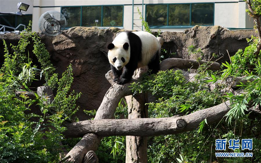Are pandas in japan