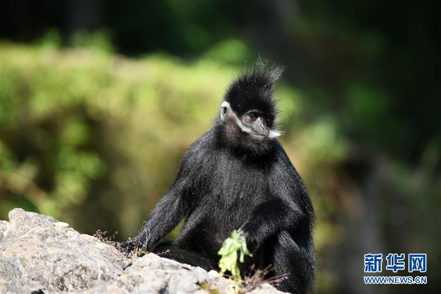 （环境）（1）贵州麻阳河保护区黑叶猴数量逐年增加