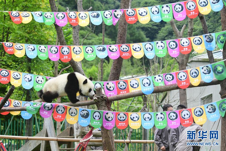 （社会）（2）四川卧龙：2018年出生的大熊猫幼仔集体过生日