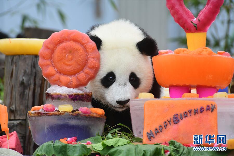 （社会）（3）四川卧龙：2018年出生的大熊猫幼仔集体过生日