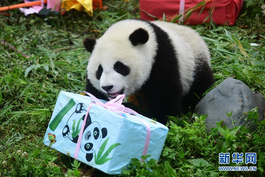 （社会）（10）四川卧龙：2018年出生的大熊猫幼仔集体过生日
