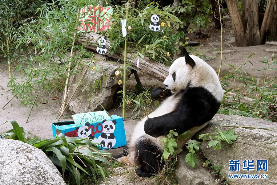 （国际）（3）大熊猫园园在维也纳迎来20岁生日