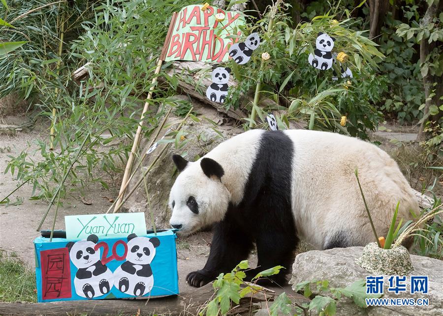 （国际）（2）大熊猫园园在维也纳迎来20岁生日