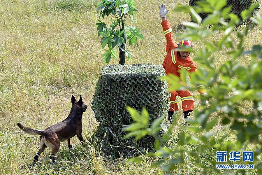 （社会）（1）全国消防救援队伍搜救犬技术比武在济南举行