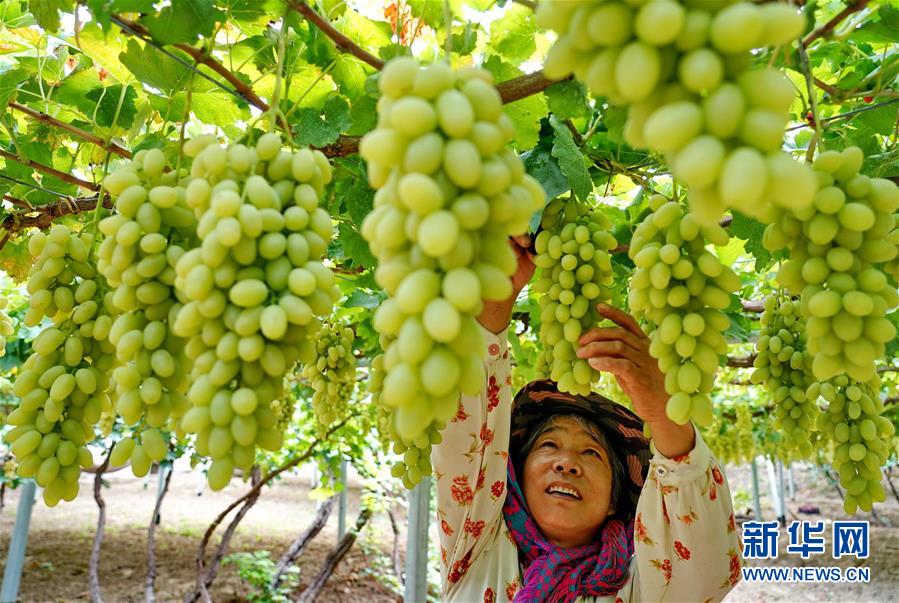 （经济）（1）河北怀来：葡萄飘香惠农家