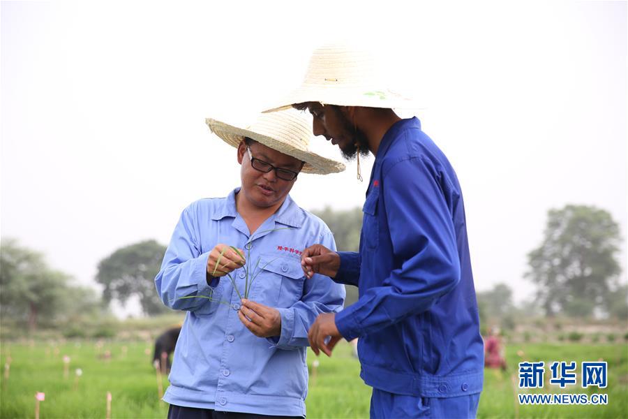 （国际·图文互动）（2）通讯：达则兼济天下——记在巴基斯坦教授杂交水稻技术的中国专家
