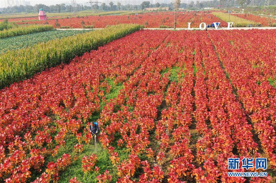 （社会）（2）山西太原：花卉产业助增收