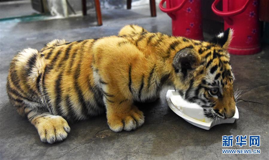 （社会）（3）济南动物园人工饲养孟加拉虎宝宝茁壮成长