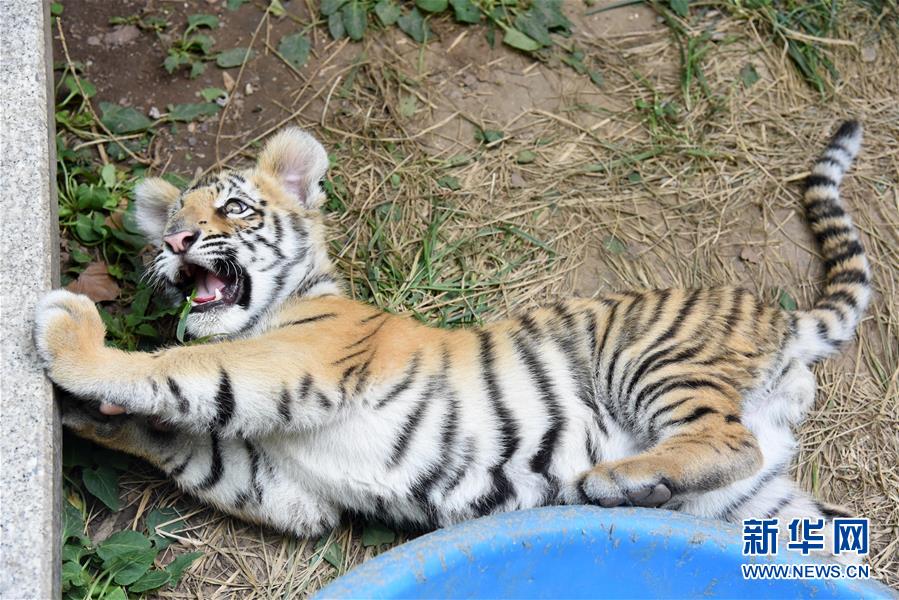 （社会）（4）济南动物园人工饲养孟加拉虎宝宝茁壮成长