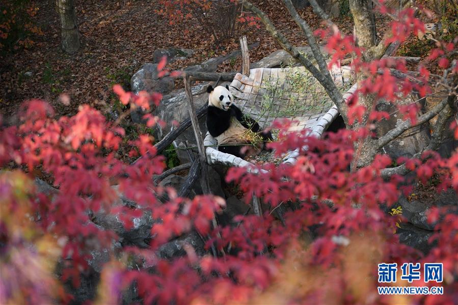 （国际）（1）旅美大熊猫“贝贝”接受回国前最后一次体检