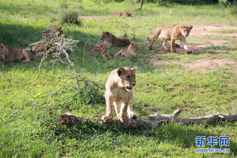 （新华视界）（1）狮子和犀牛重现卢旺达阿卡盖拉国家公园
