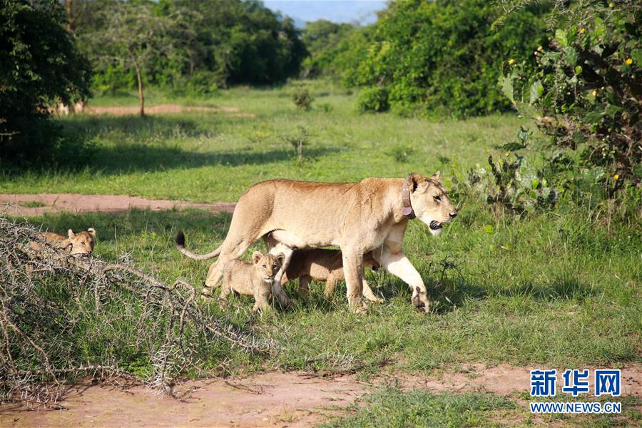 （新华视界）（2）狮子和犀牛重现卢旺达阿卡盖拉国家公园