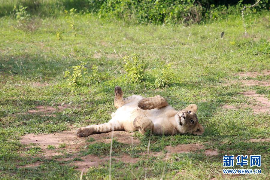 （新华视界）（3）狮子和犀牛重现卢旺达阿卡盖拉国家公园