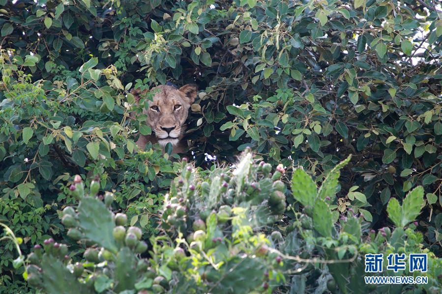 （新华视界）（4）狮子和犀牛重现卢旺达阿卡盖拉国家公园