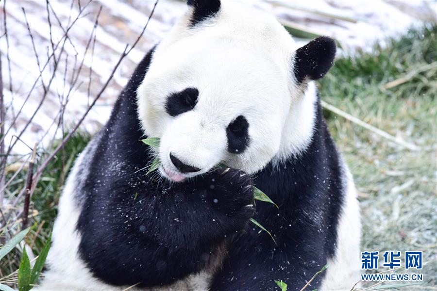 （社会）（3）雪中大熊猫