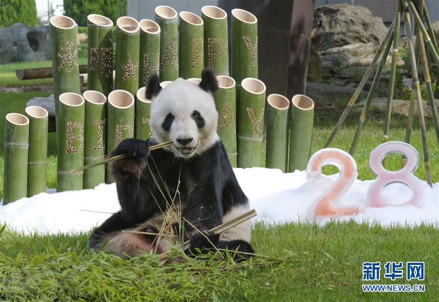 （国际）旅日大熊猫“永明”迎来28岁生日