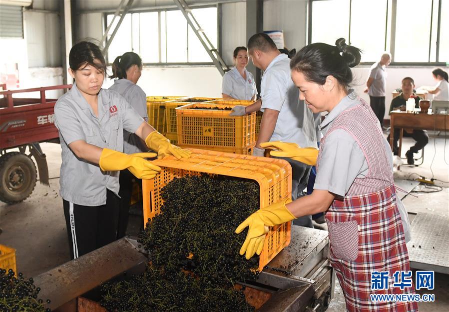 （经济）（5）广西罗城：毛葡萄产业助力脱贫增收
