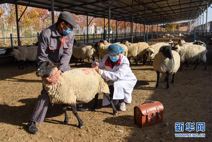 （经济）（1）新疆玛纳斯：肉羊产业升级 群众增收加码