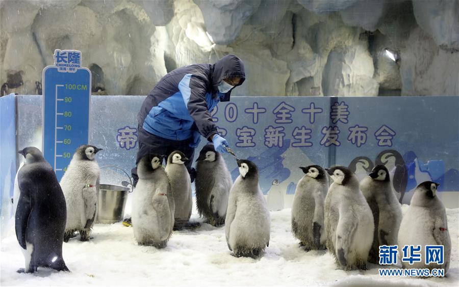 （社会）（2）珠海长隆今年成功繁育10只帝企鹅宝宝