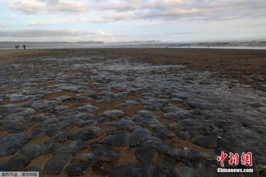 数千只蓝色水母被冲到澳大利亚沙滩 碰到会被灼伤