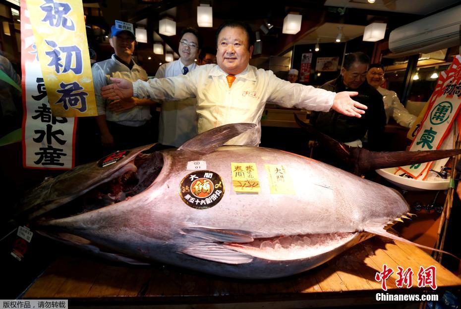 本一条巨型金枪鱼卖了7400万日元,合人民币4