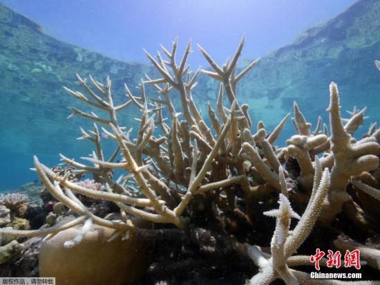 澳研究称大堡礁有自愈能力