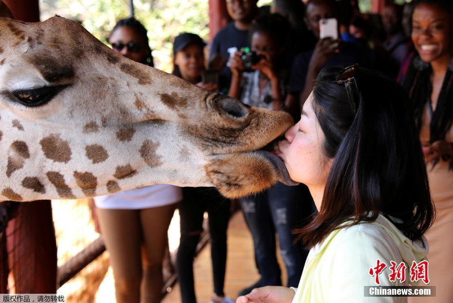 画面太美|肯尼亚长颈鹿与游客亲密“接吻”