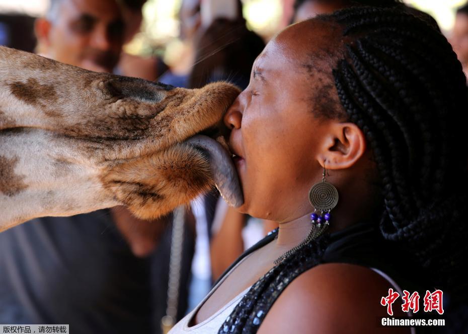 画面太美|肯尼亚长颈鹿与游客亲密“接吻”
