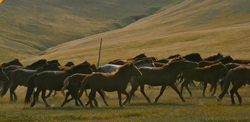 都得交！外媒：蒙古国民正捐钱、黄金乃至马匹助国家还债