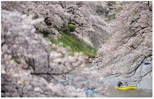 日本樱花受暖冬影响或略推迟开放