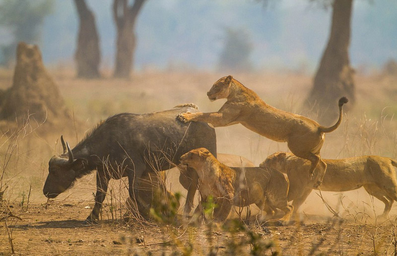 南非怀孕水牛遭狮群围攻成其口中餐（组图）