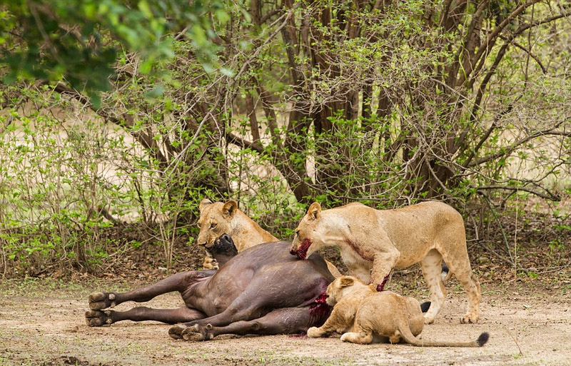 南非怀孕水牛遭狮群围攻成其口中餐（组图）